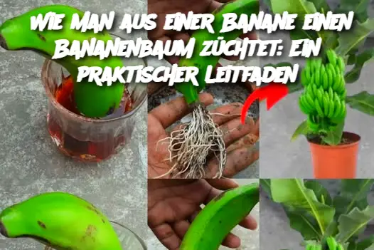 Wie man aus einer Banane einen Bananenbaum züchtet: Ein praktischer Leitfaden