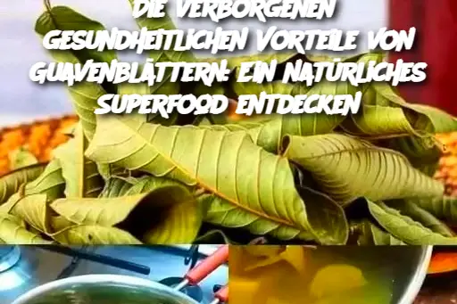 Die verborgenen gesundheitlichen Vorteile von Guavenblättern: Ein natürliches Superfood entdecken