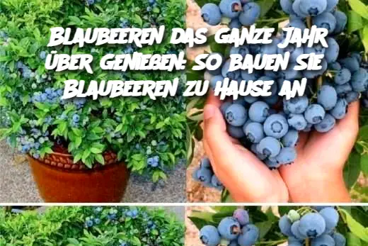 Blaubeeren das ganze Jahr über genießen: So bauen Sie Blaubeeren zu Hause an