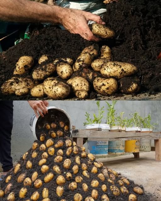 Dank diesem Trick müssen Sie keine Kartoffeln mehr kaufen – So ziehen Sie Ihre eigenen zu Hause!